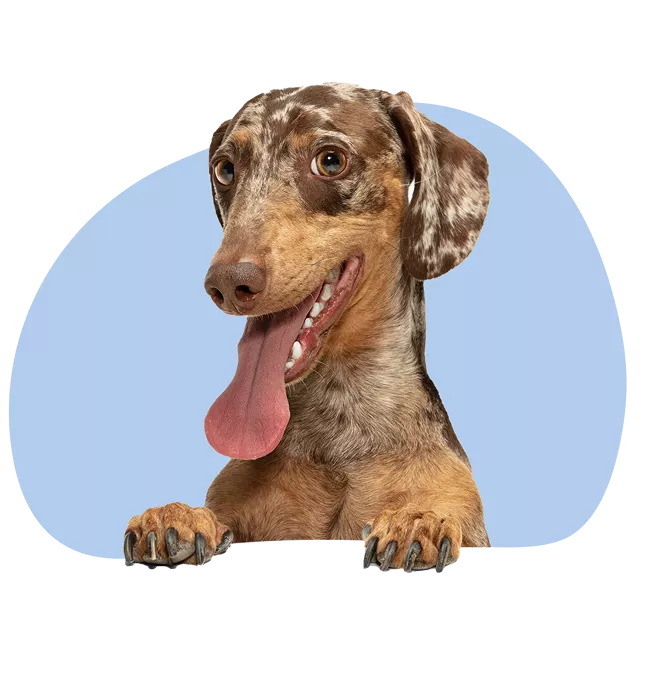 پت شاپ آنلاین .